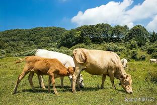 波波谈防不住福克斯：这就是为何他是全明星 他教育了我们球员